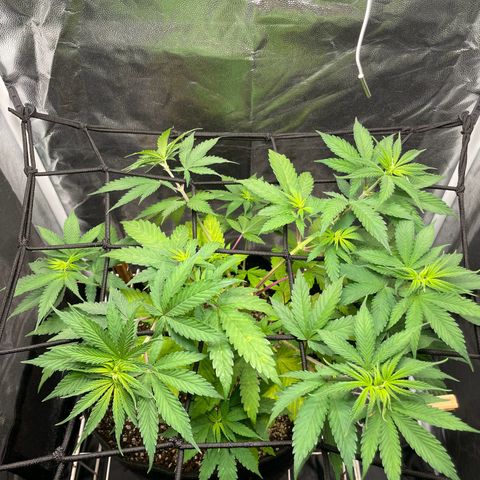 Pantufa lope  growlog timeline photo