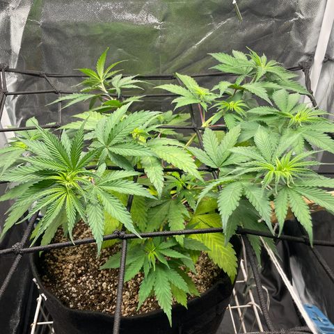 Pantufa lope  growlog timeline photo