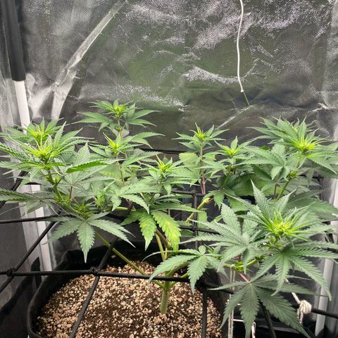 Pantufa lope  growlog timeline photo
