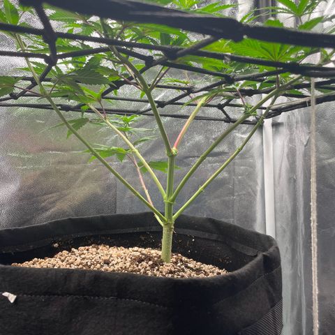 Pantufa lope  growlog timeline photo