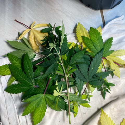 Pantufa lope  growlog timeline photo