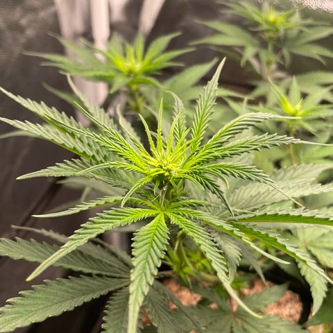 Pantufa lope  growlog timeline photo