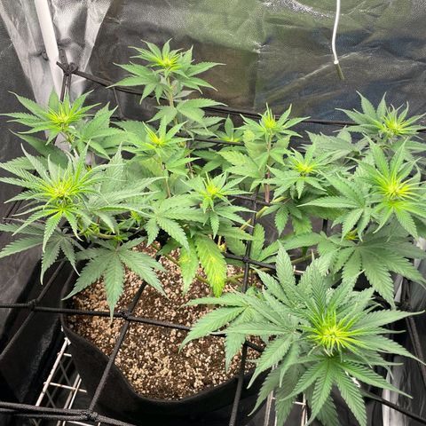 Pantufa lope  growlog timeline photo