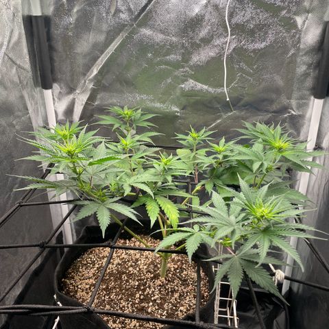 Pantufa lope  growlog timeline photo