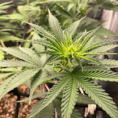 Pantufa lope  growlog timeline photo
