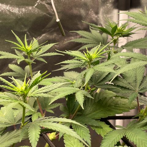 Pantufa lope  growlog timeline photo