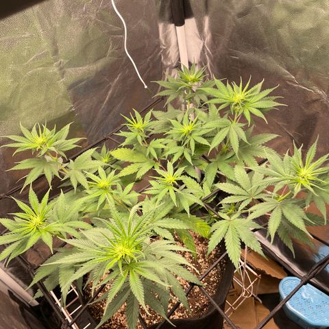 Pantufa lope  growlog timeline photo