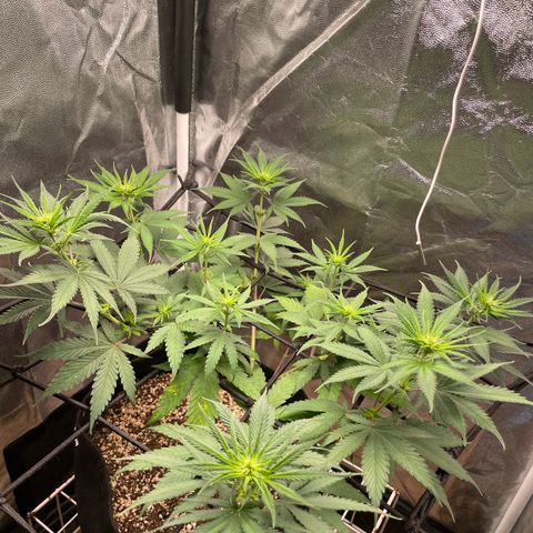 Pantufa lope  growlog timeline photo
