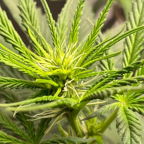 Pantufa lope  growlog timeline photo