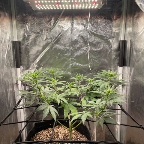 Pantufa lope  growlog timeline photo