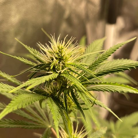 Pantufa lope  growlog timeline photo