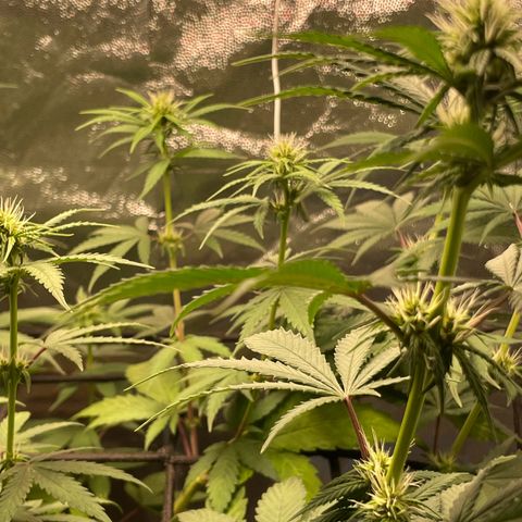 Pantufa lope  growlog timeline photo