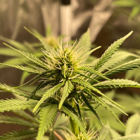 Pantufa lope  growlog timeline photo