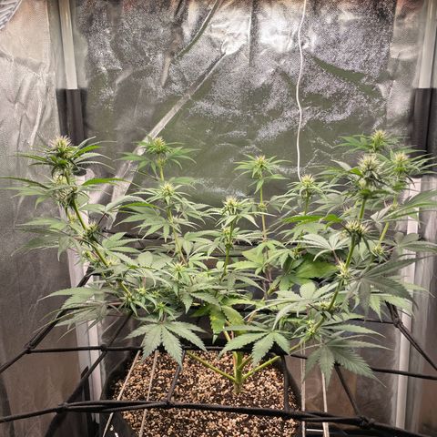 Pantufa lope  growlog timeline photo