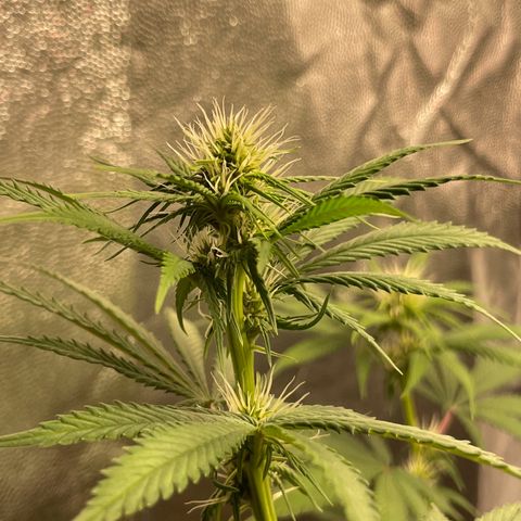 Pantufa lope  growlog timeline photo