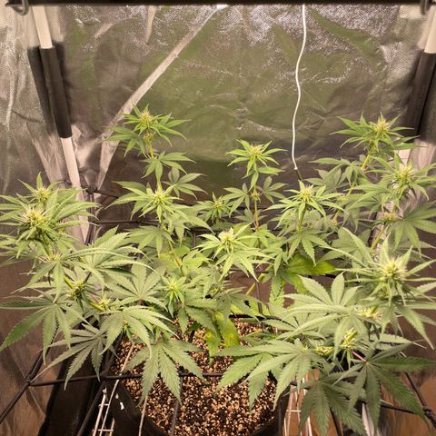 Pantufa lope  growlog timeline photo