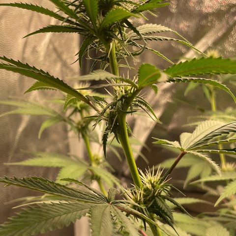 Pantufa lope  growlog timeline photo