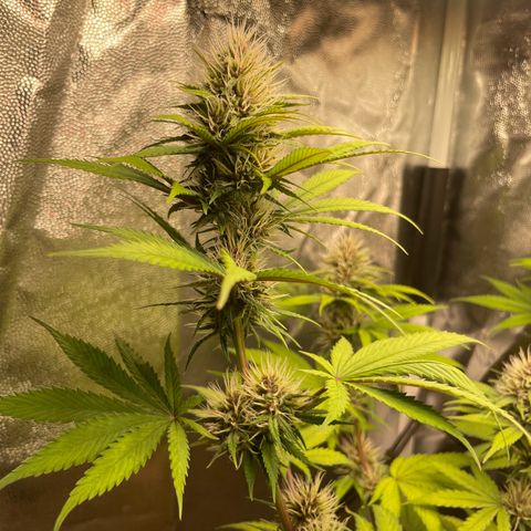 Pantufa lope  growlog timeline photo