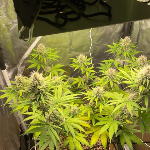 Pantufa lope  growlog timeline photo