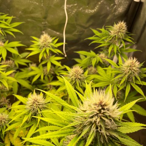 Pantufa lope  growlog timeline photo