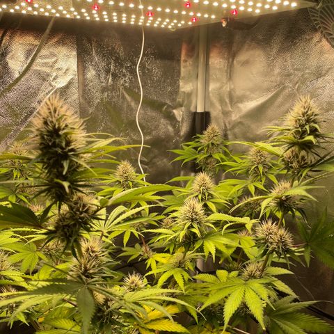 Pantufa lope  growlog timeline photo