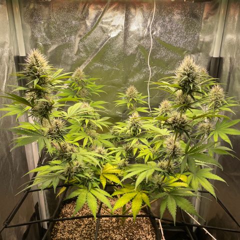 Pantufa lope  growlog timeline photo
