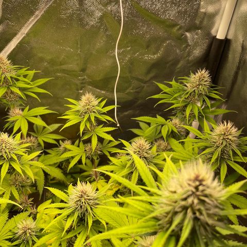 Pantufa lope  growlog timeline photo