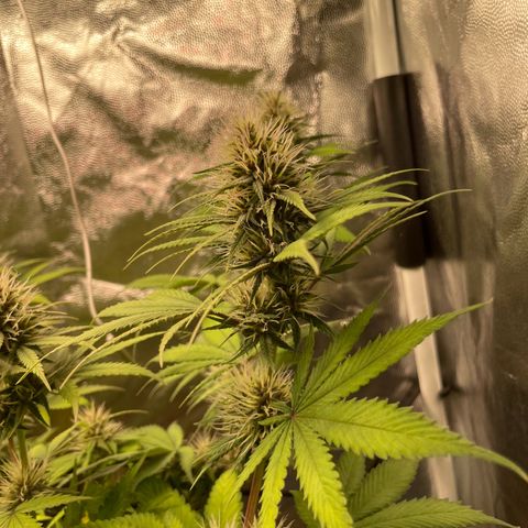 Pantufa lope  growlog timeline photo