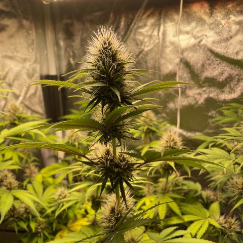 Pantufa lope  growlog timeline photo