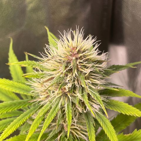 Pantufa lope  growlog timeline photo