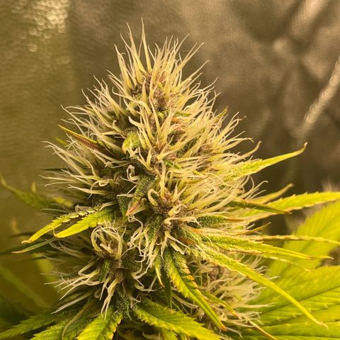 Pantufa lope  growlog timeline photo