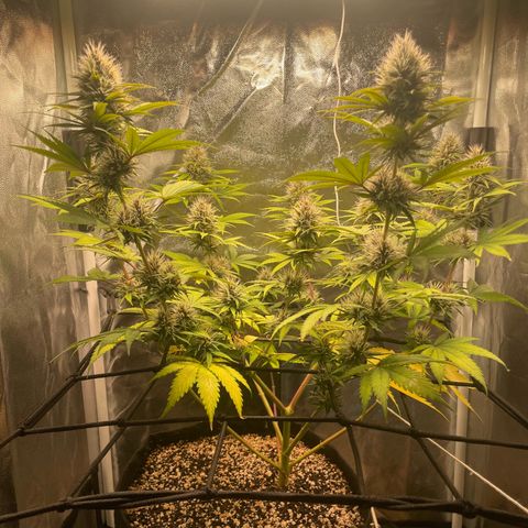 Pantufa lope  growlog timeline photo