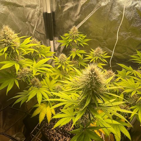 Pantufa lope  growlog timeline photo