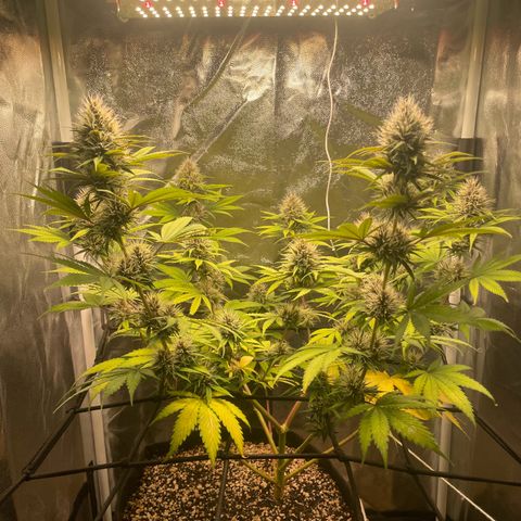 Pantufa lope  growlog timeline photo