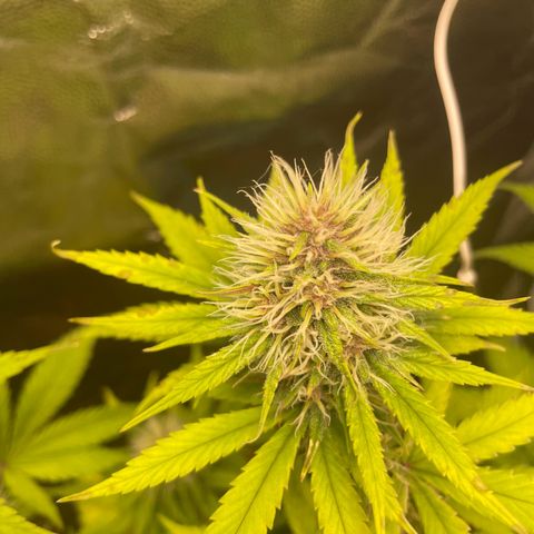Pantufa lope  growlog timeline photo