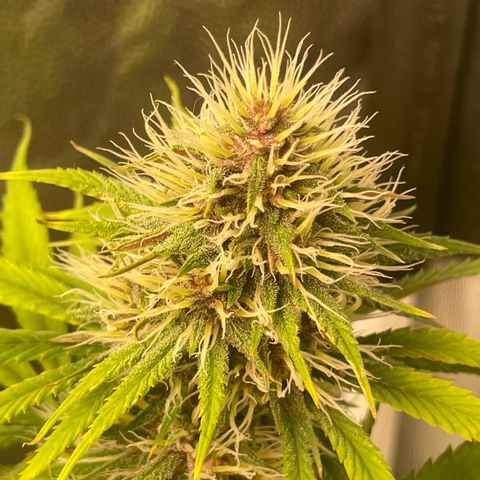 Pantufa lope  growlog timeline photo