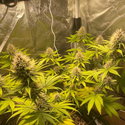 Pantufa lope  growlog timeline photo