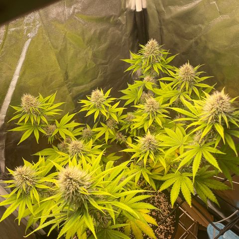 Pantufa lope  growlog timeline photo