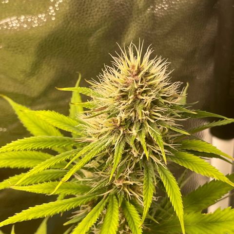 Pantufa lope  growlog timeline photo