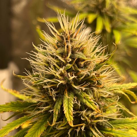 Pantufa lope  growlog timeline photo