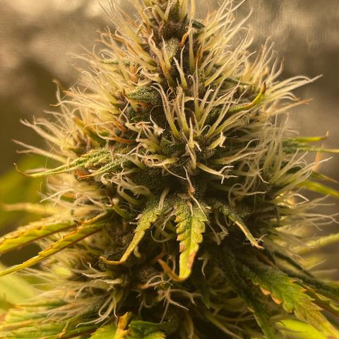Pantufa lope  growlog timeline photo