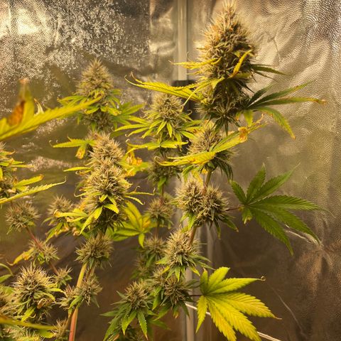 Pantufa lope  growlog timeline photo