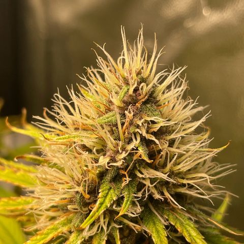 Pantufa lope  growlog timeline photo