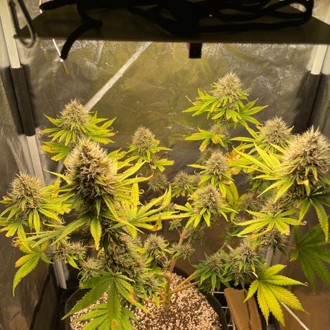 Pantufa lope  growlog timeline photo