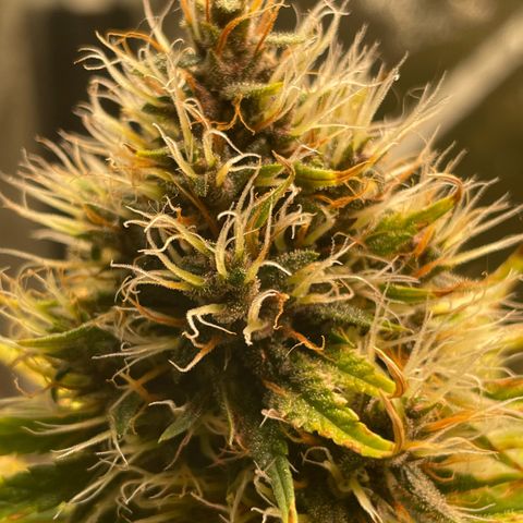 Pantufa lope  growlog timeline photo