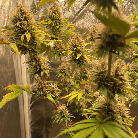 Pantufa lope  growlog timeline photo