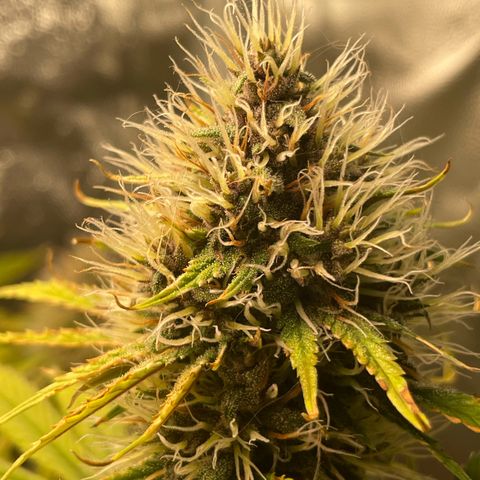 Pantufa lope  growlog timeline photo