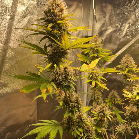 Pantufa lope  growlog timeline photo