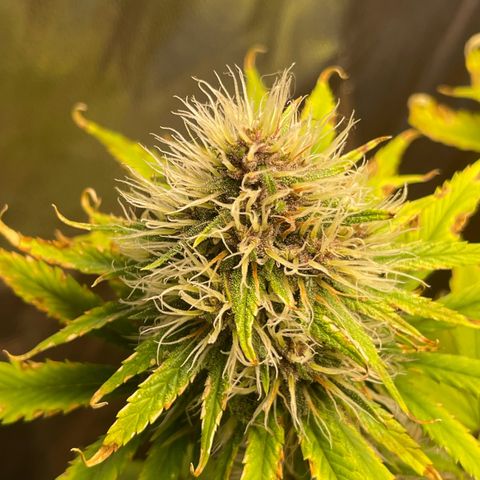 Pantufa lope  growlog timeline photo