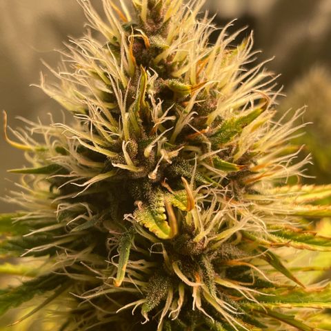 Pantufa lope  growlog timeline photo